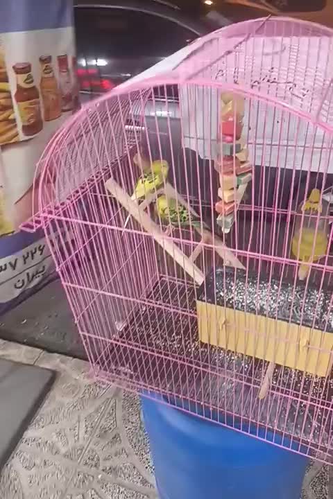 ۲ عدد مرغ عشق|پرنده|رباط‌کریم, رباط‌کریم|دیوار