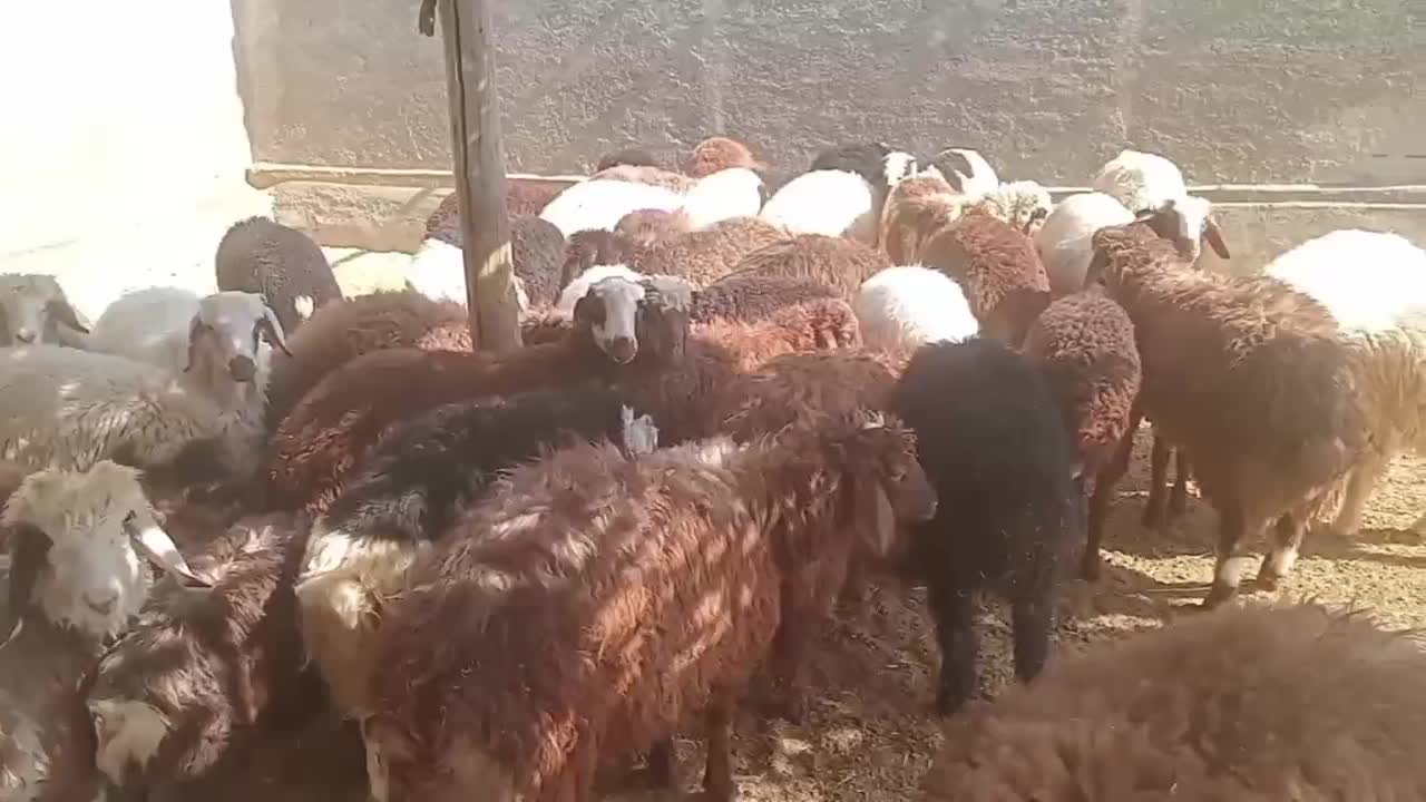 50 عدد بره|حیوانات مزرعه|شاهیوند, |دیوار