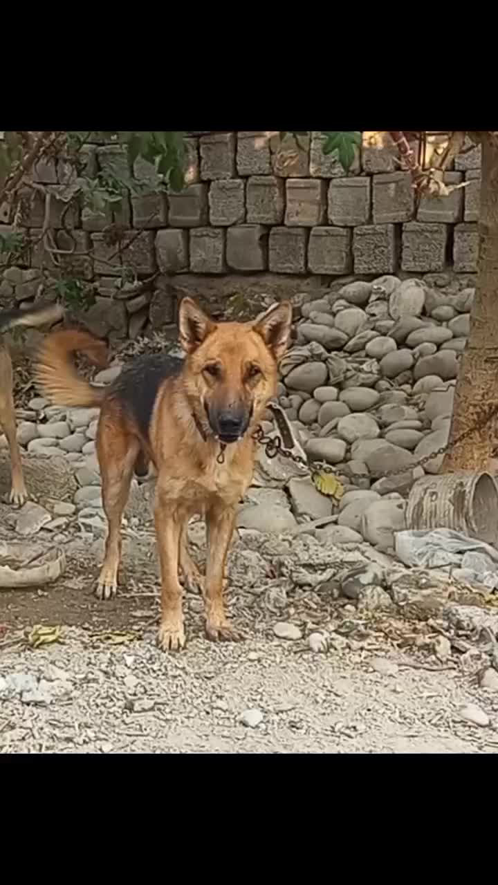 ژرمن|سگ|شوشتر, |دیوار