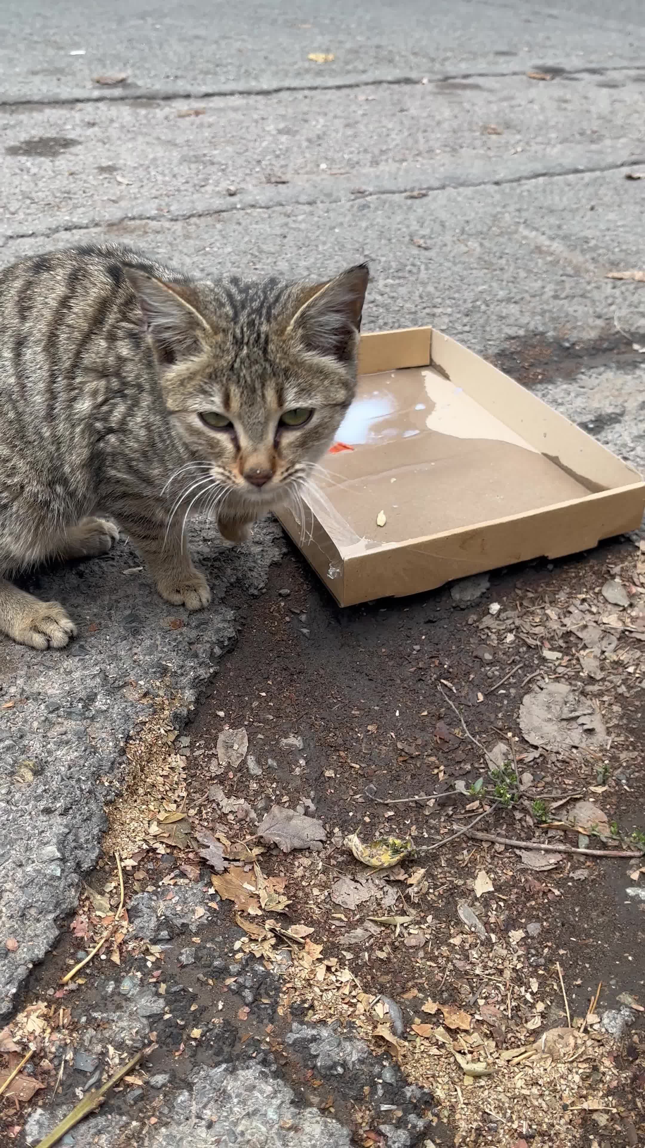 گربه کوچولو|گربه|قزوین, |دیوار