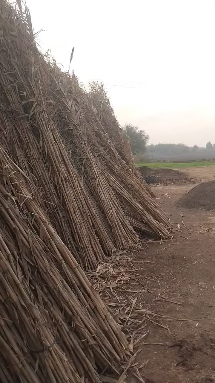 نی فروشی پول لازم دارم|سازهای بادی|گنبد کاووس, |دیوار