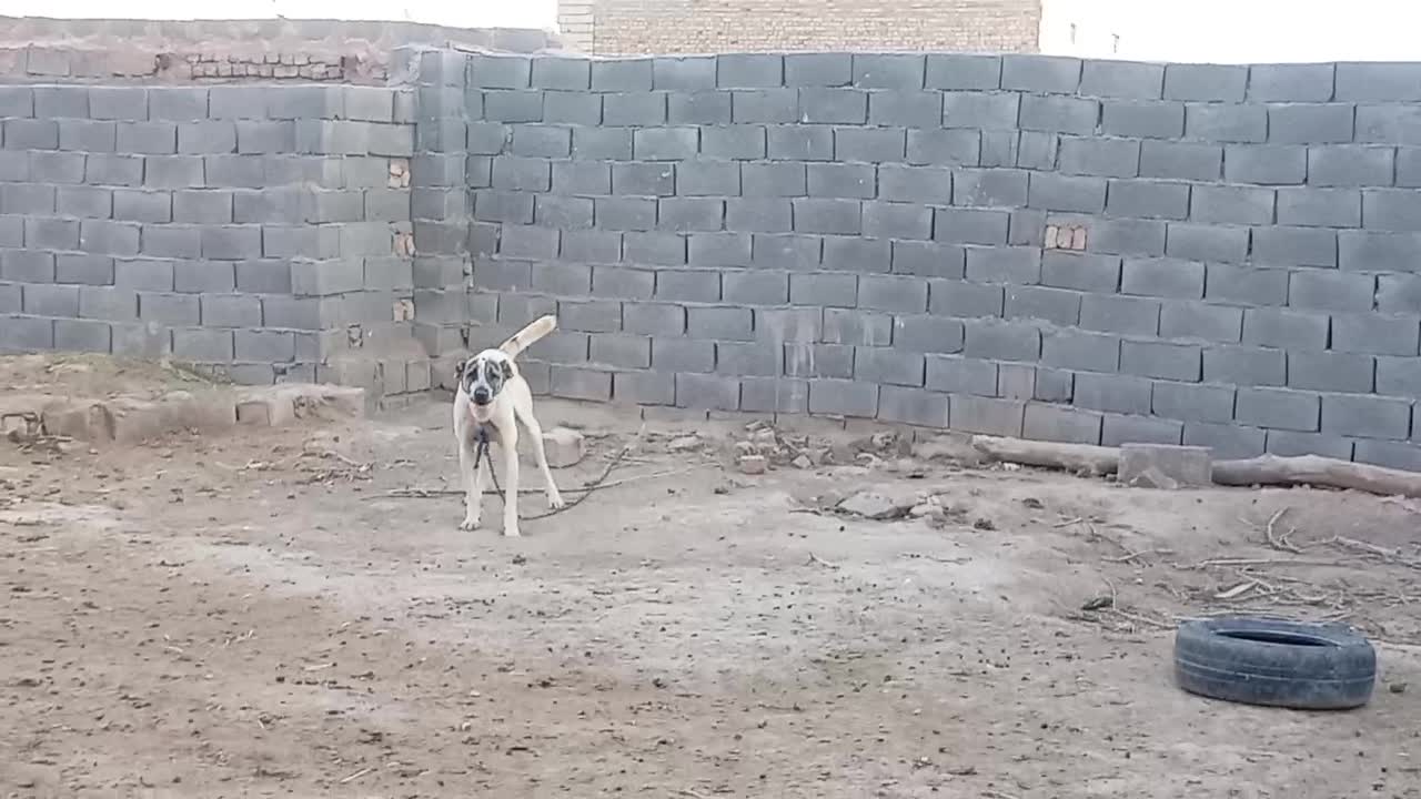 سگ دهن پاک|سگ|خواف, |دیوار