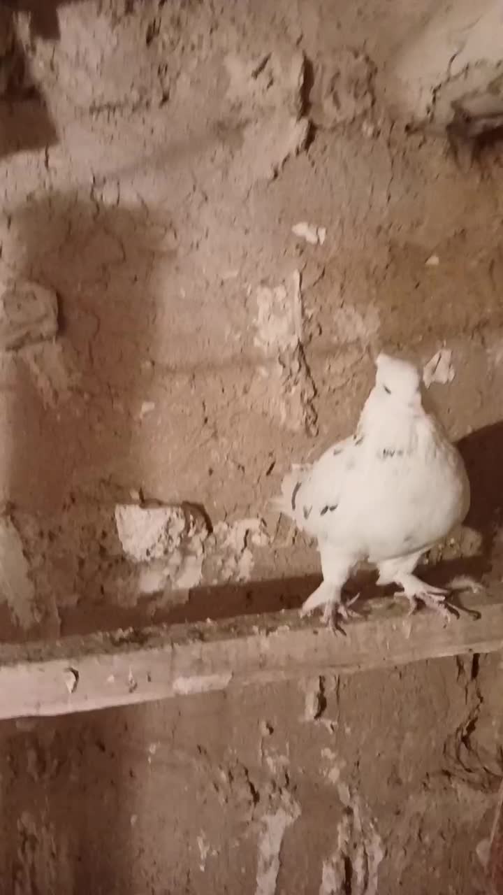 نرپشتار|پرنده|زالیان, |دیوار