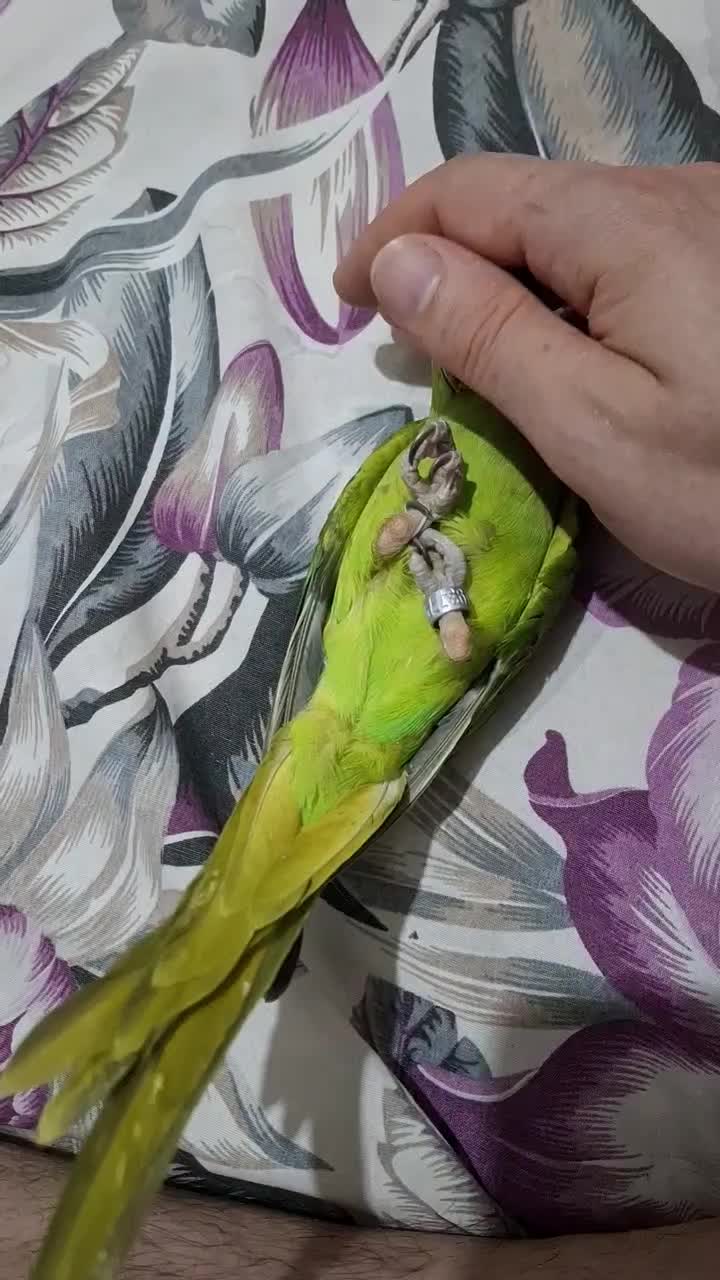 جوجه طوطی ملنگو ۶ ماهه رام و دست آموز|پرنده|رشت, دخانیات|دیوار