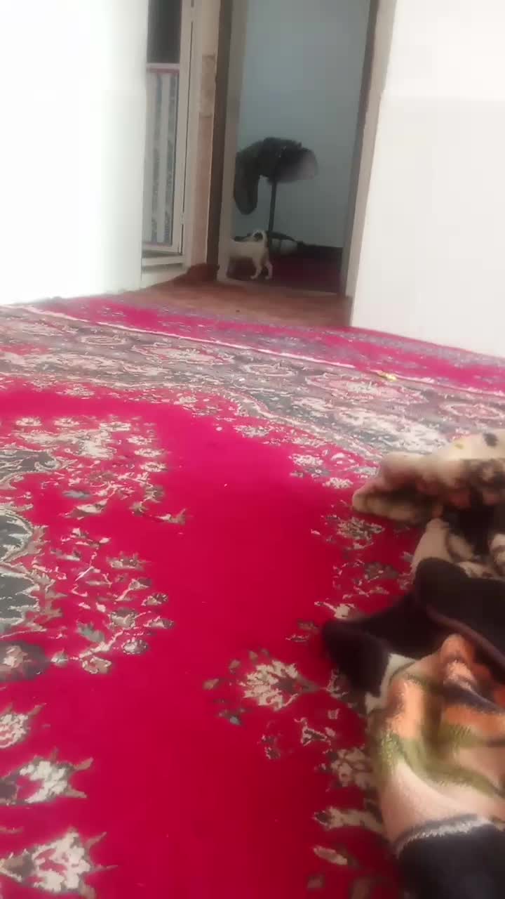 توله اشپیتز گوش روباهی خونگی|سگ|فیروزآباد (فارس), |دیوار