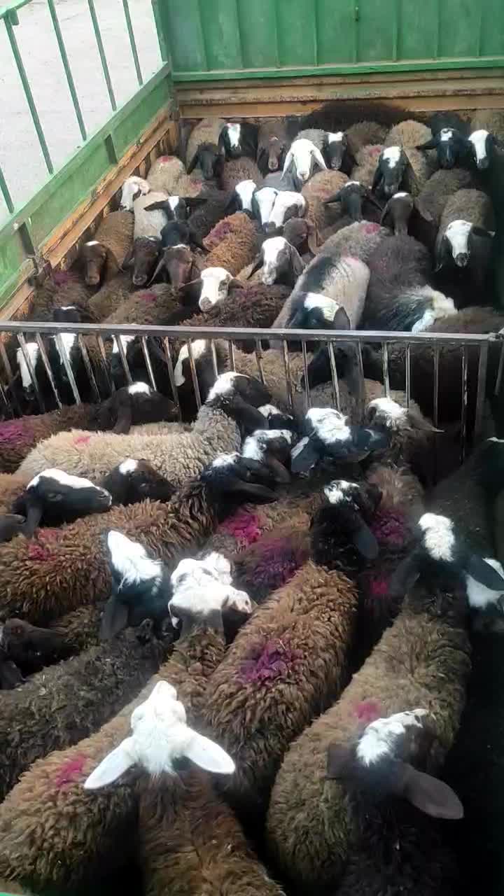 بره دورگ شال|حیوانات مزرعه|قم, نیروگاه|دیوار