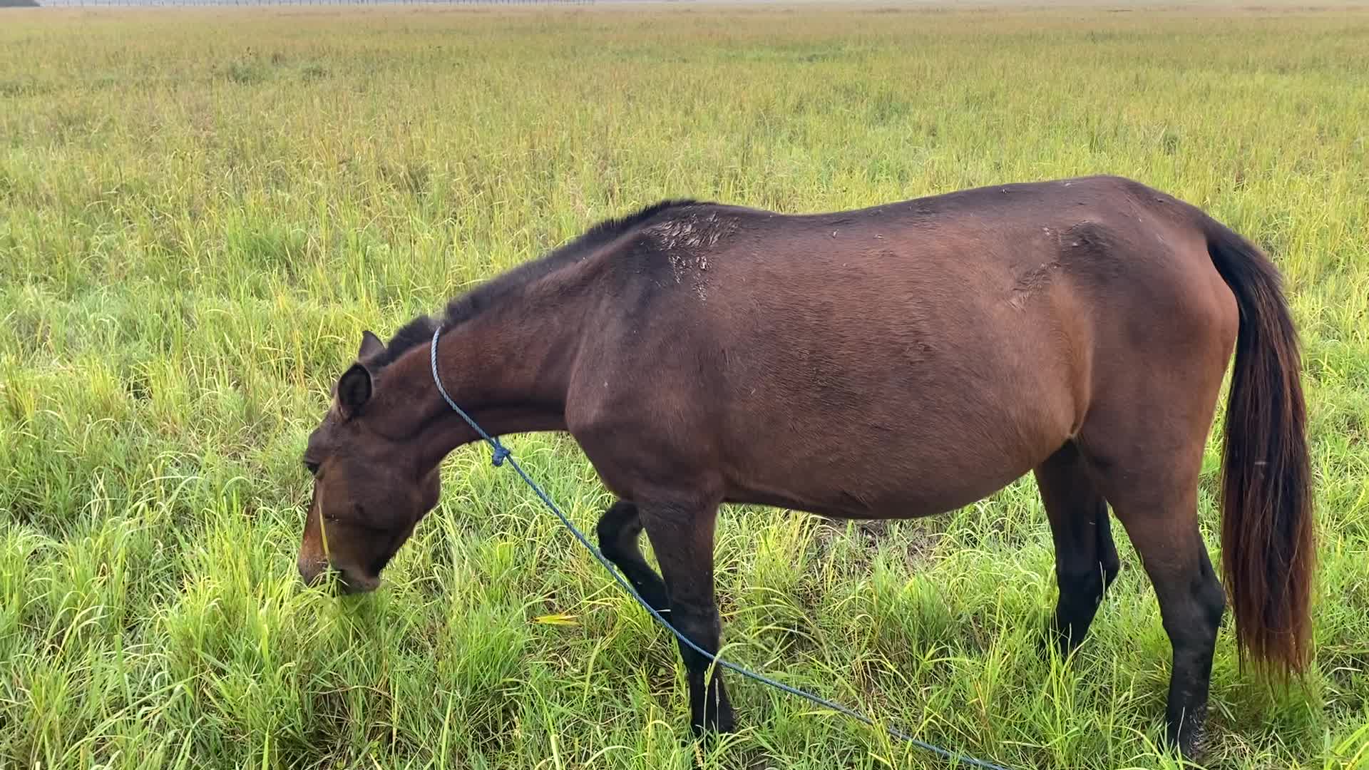 اسب مادیان آبستن|اسب و تجهیزات اسبسواری|رشت, سلیمانداراب|دیوار
