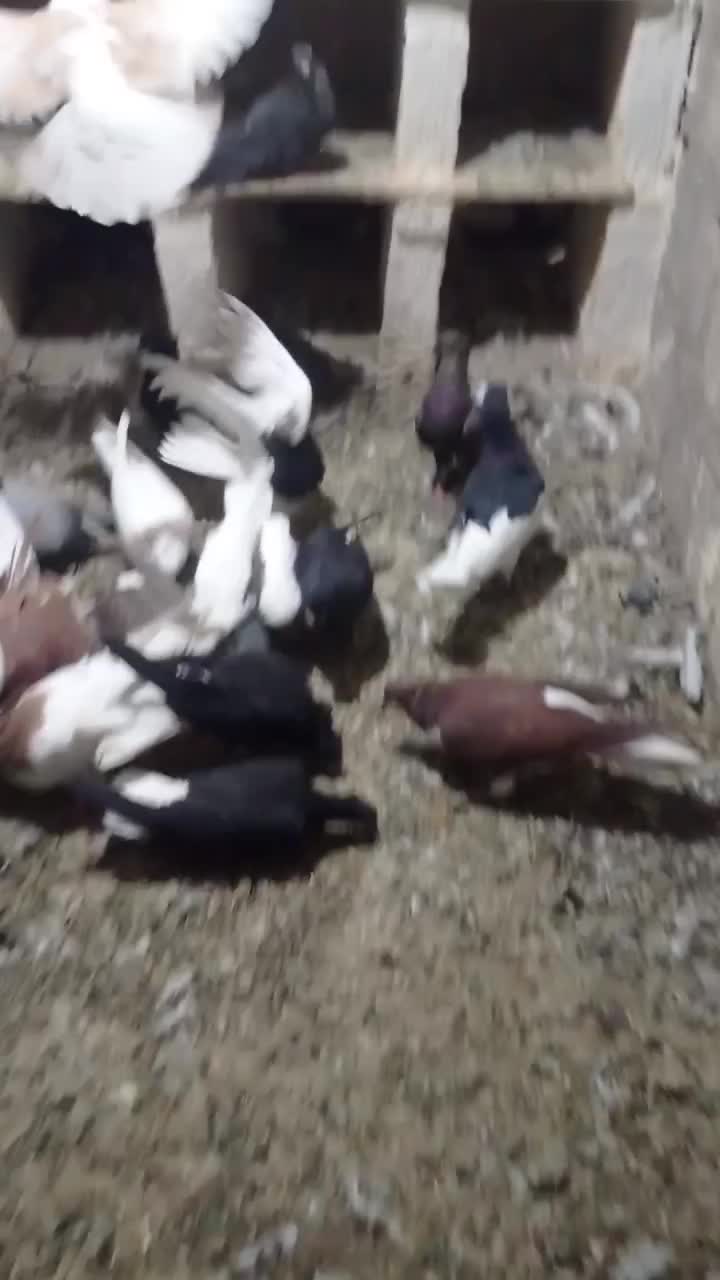 رنگی|پرنده|مبارکه, |دیوار