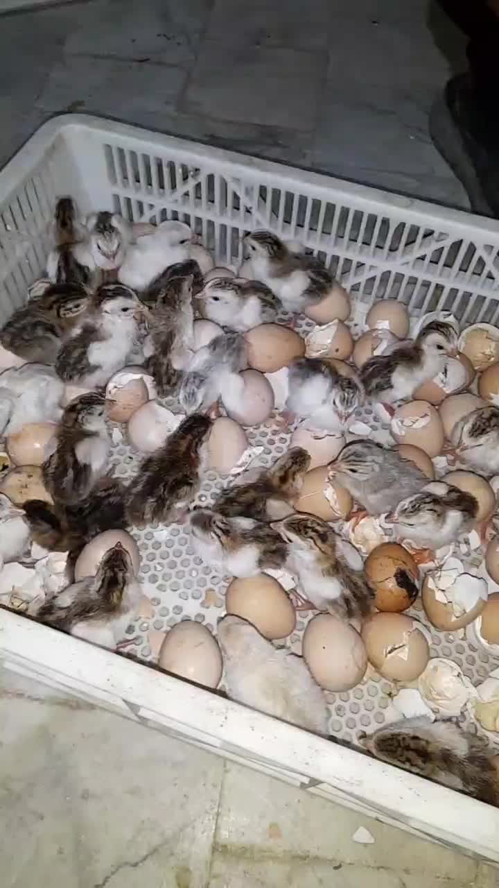 جوجه|حیوانات مزرعه|زاهدان, |دیوار