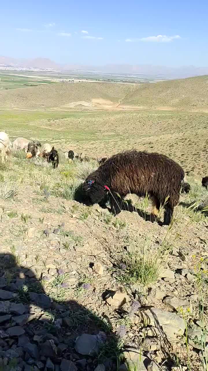 بره قوچ کری|حیوانات مزرعه|شهرکرد, |دیوار