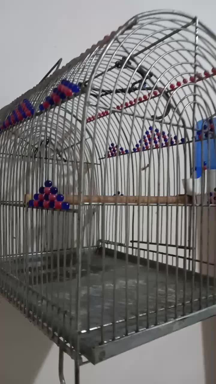 سهره قفس|لوازم جانبی حیوانات|رشت, لاکان|دیوار