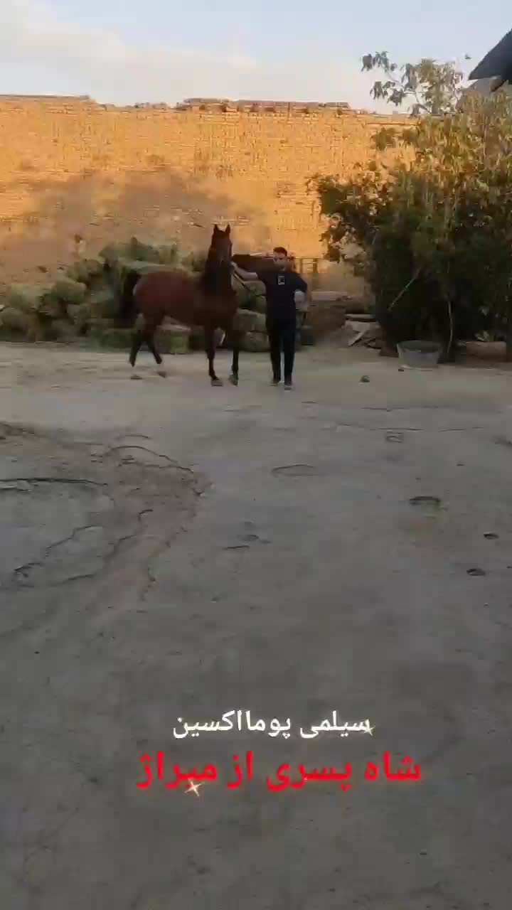 سیلمی پومااکسین|اسب و تجهیزات اسب‌سواری|شوش, |دیوار