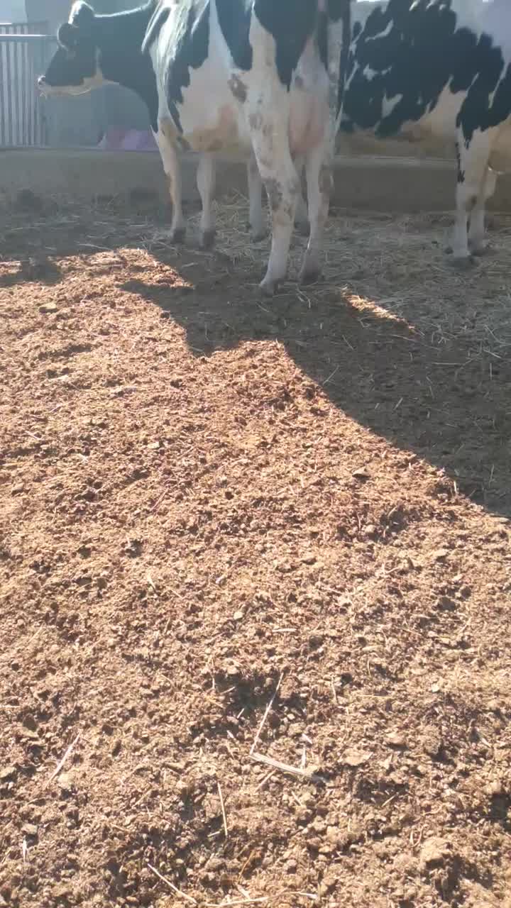 گاو شیری|حیوانات مزرعه|رادکان, |دیوار