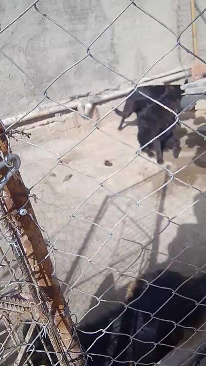 ژرمن بلک|سگ|تهران, تختی|دیوار