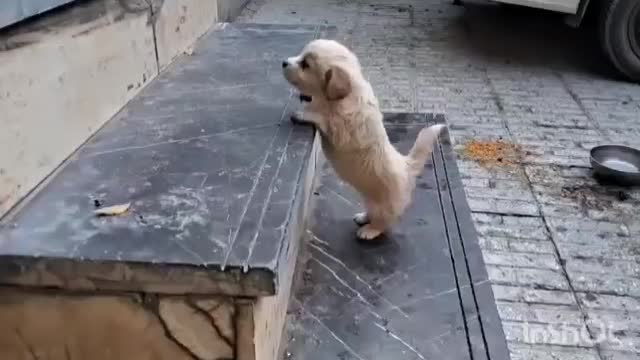 سگ پا کوتاه نژاد دار|سگ|بجنورد, |دیوار