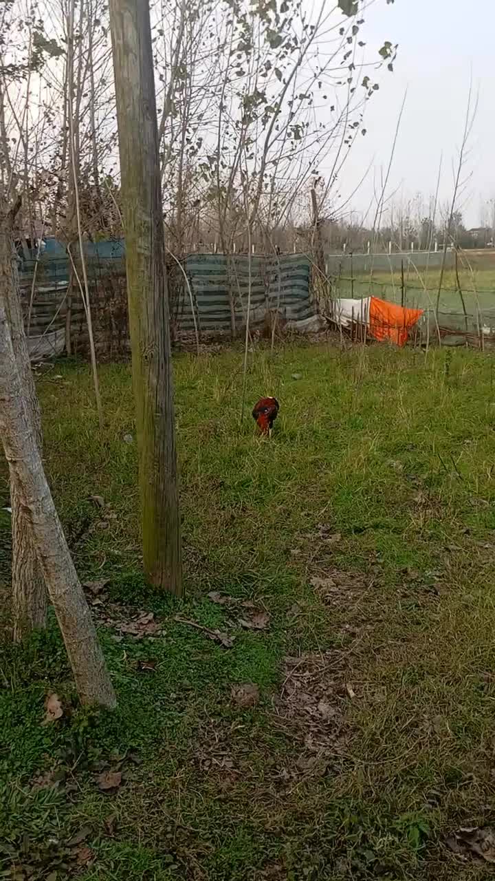 خروس لاری|حیوانات مزرعه|سنگر, |دیوار