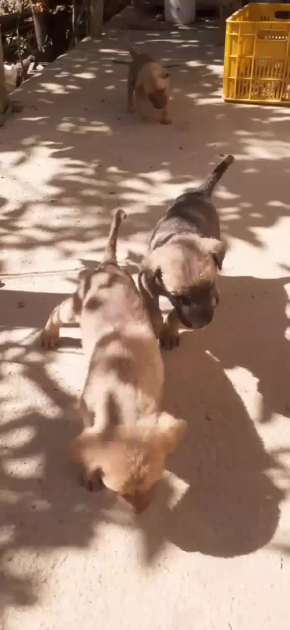 سگ محلی|سگ|ماسوله, |دیوار