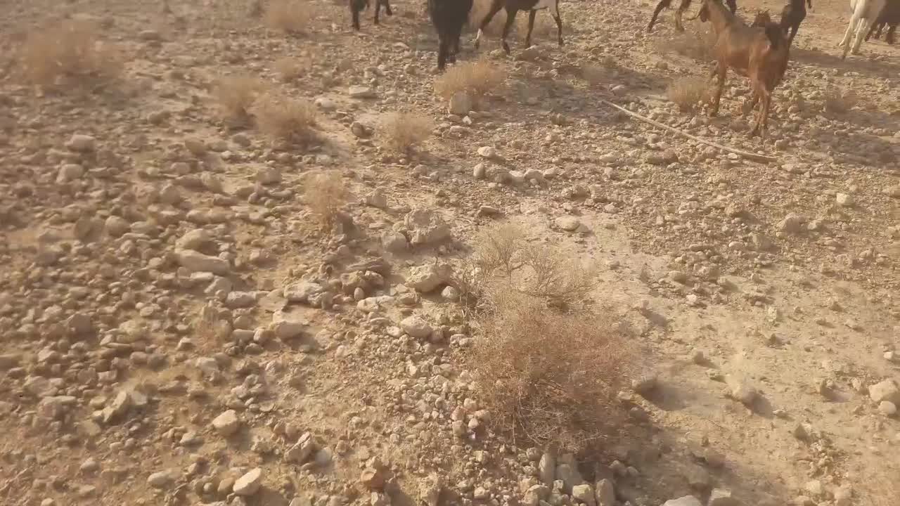 فروش‌چپش.نر‌اسراییلی|حیوانات مزرعه|شیراز, شهرک صنعتی شیراز|دیوار