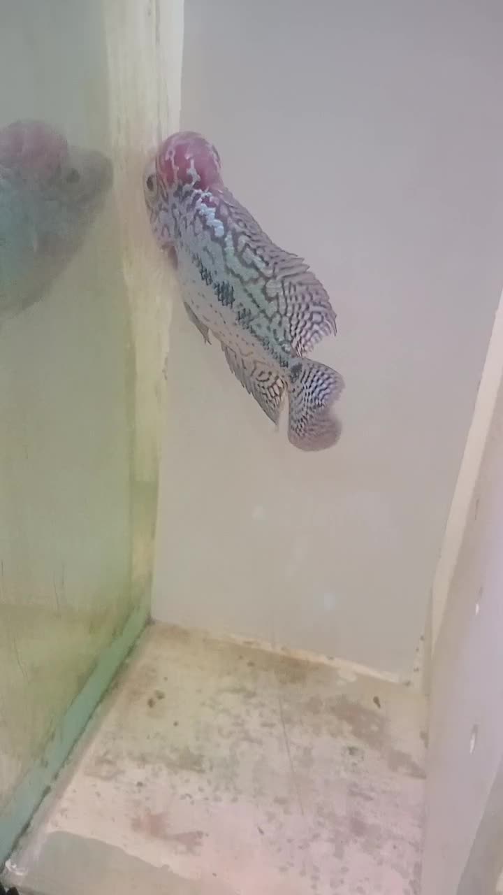 فلاور وارداتی کامفا و رد دراگون بیگ هد|ماهی|تهران, مولوی|دیوار