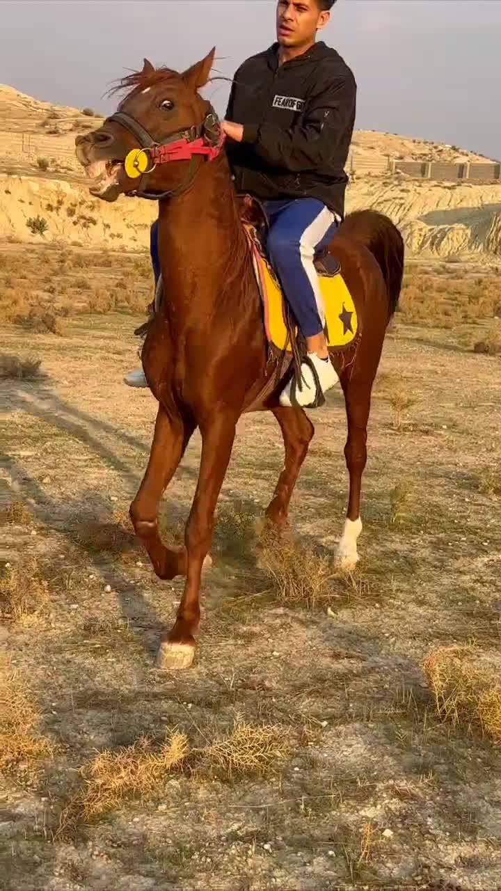 اسب نریون سرو دم گیر پرخون|اسب و تجهیزات اسب‌سواری|دوگنبدان, |دیوار