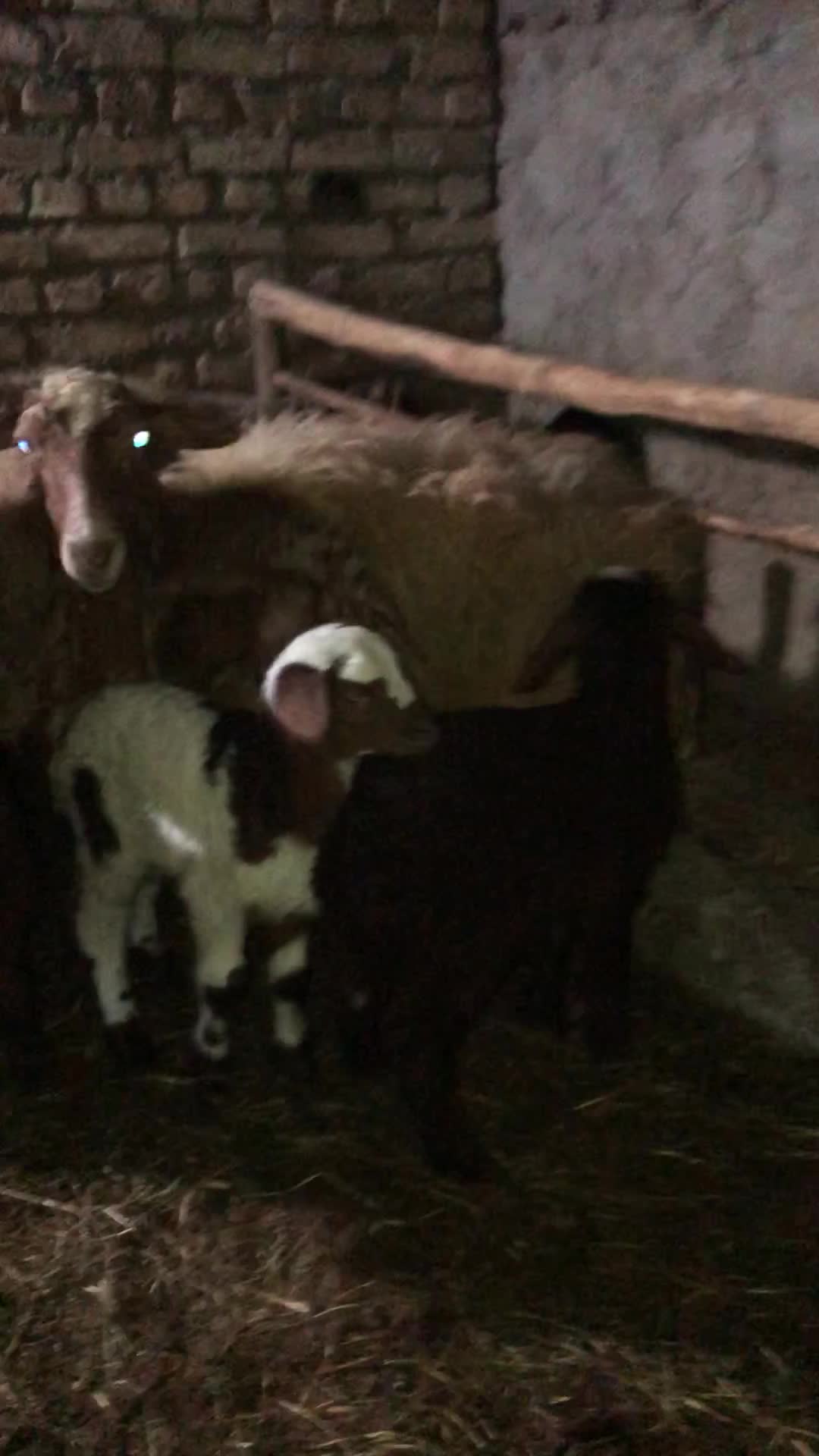 گوسفند نر جوون بسیار عای|حیوانات مزرعه|قائم‌شهر, |دیوار