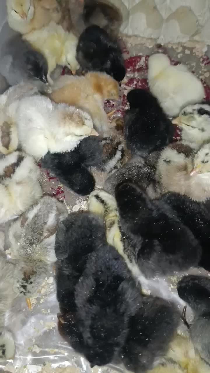 جوجه محلی|حیوانات مزرعه|دهدشت, |دیوار