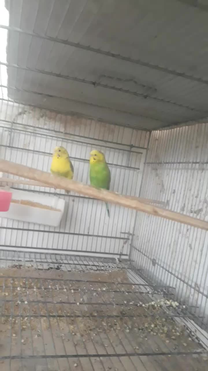 یک جفت مرغ عشق انگلیسی|پرنده|قزوین, |دیوار