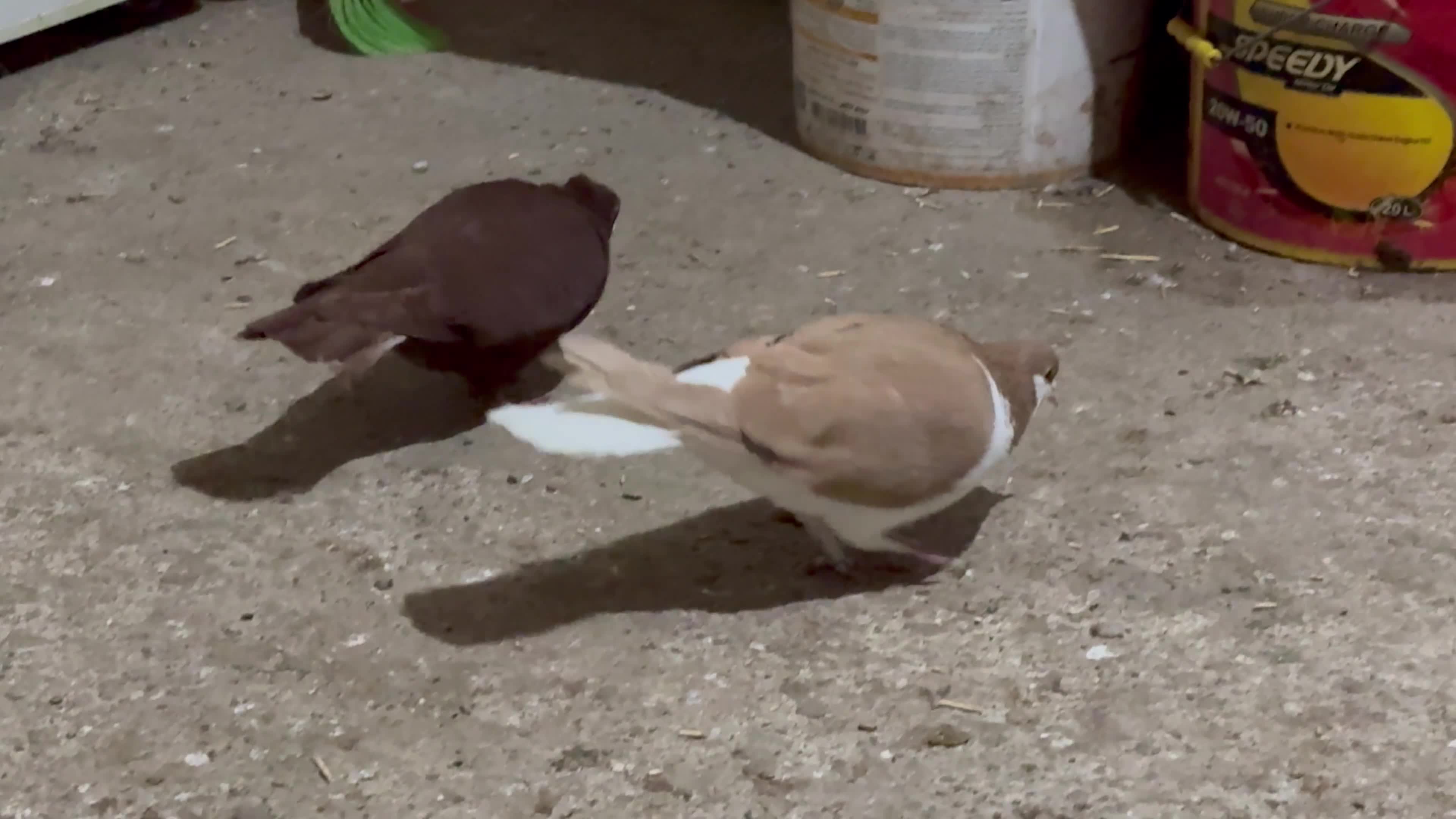 کفتر سرخ ماده کبوتر خوش رنگ زرد ماده|پرنده|قزوین, |دیوار