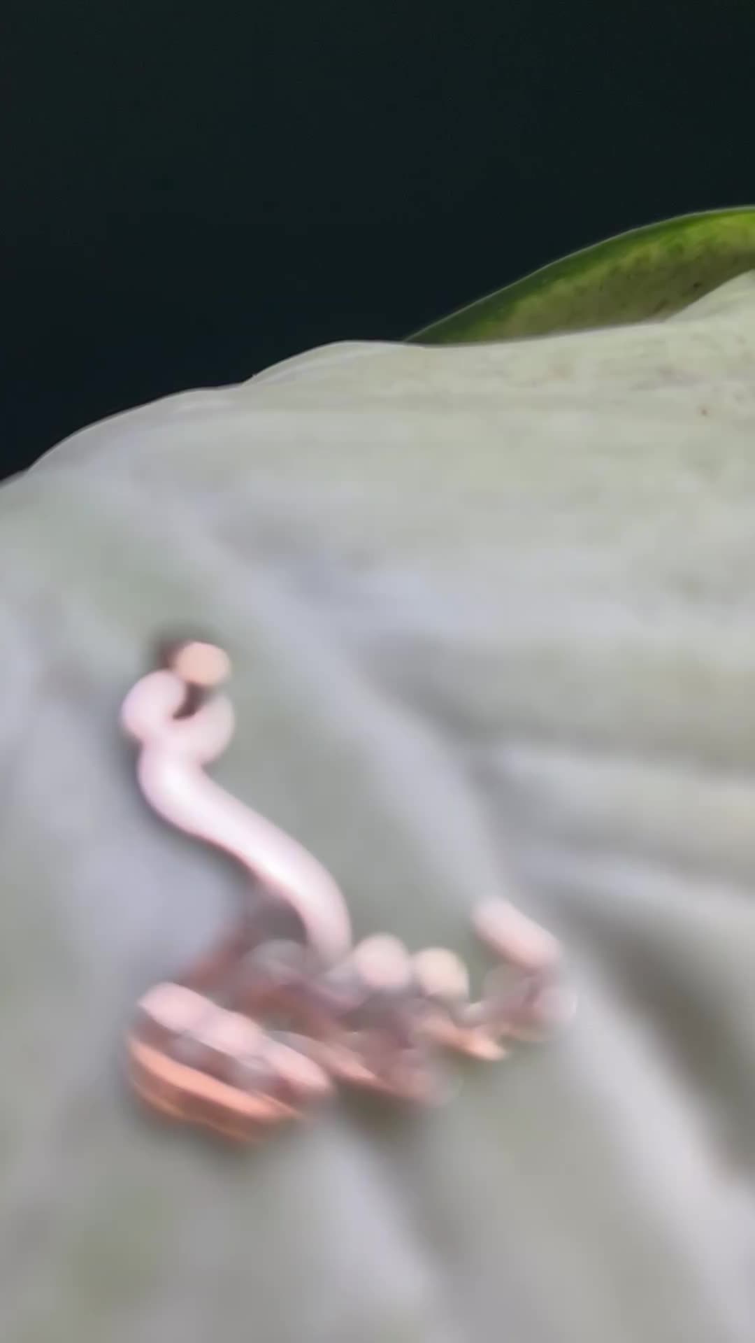 پلاک اسم سمیرا طلا ((۳ ملیون))|جواهرات|تهران, شهرک ولیعصر شمالی|دیوار