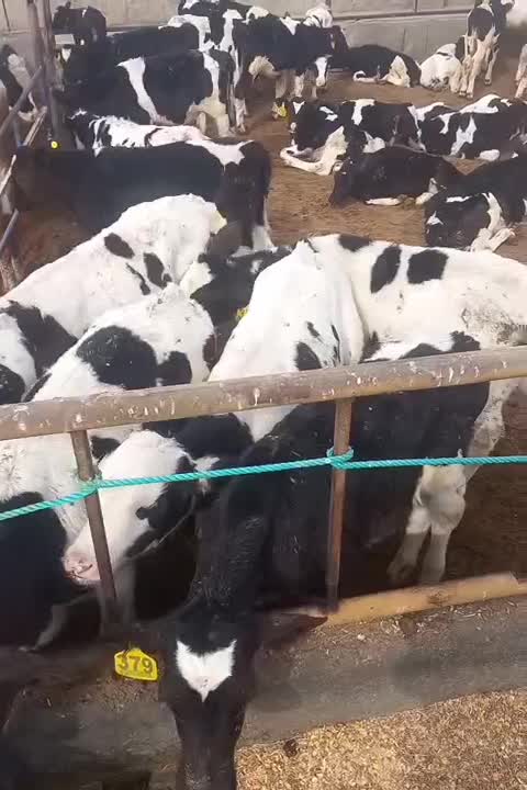 فروش گوساله قطع شیر|حیوانات مزرعه|ساروق, |دیوار