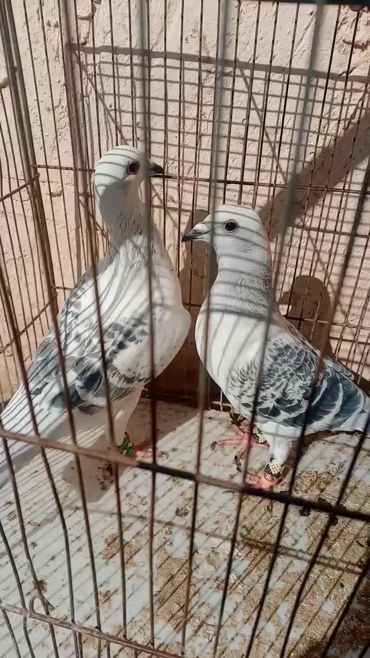 شامی پولکی|پرنده|مشهد, محمدآباد|دیوار