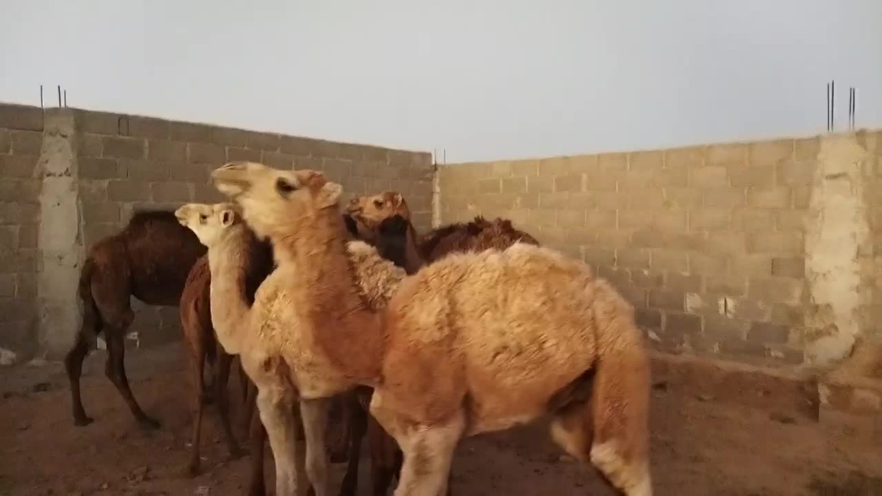 شتر|حیوانات مزرعه|زرین دشت (فارس), |دیوار