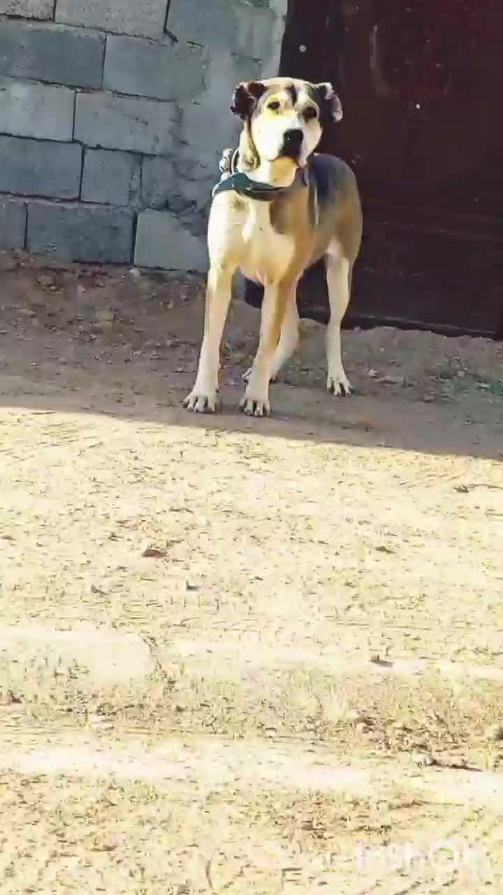 ۱عدد ماده|سگ|عطاملک, |دیوار