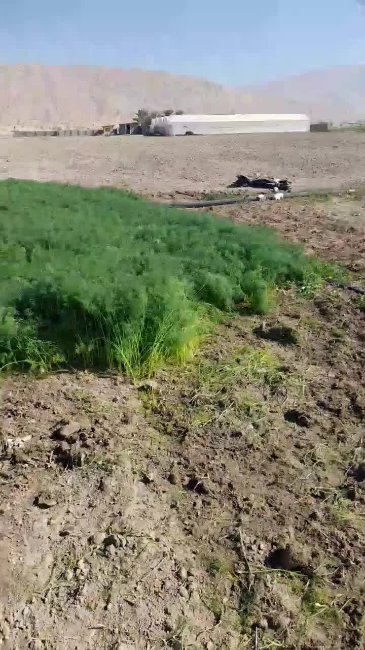 سبزی خورشتی . ماهی. آش|عمدهفروشی|بهبهان, |دیوار