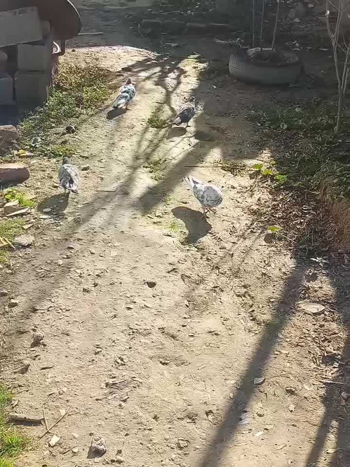 کبوتر اس|پرنده|گمیشان, |دیوار