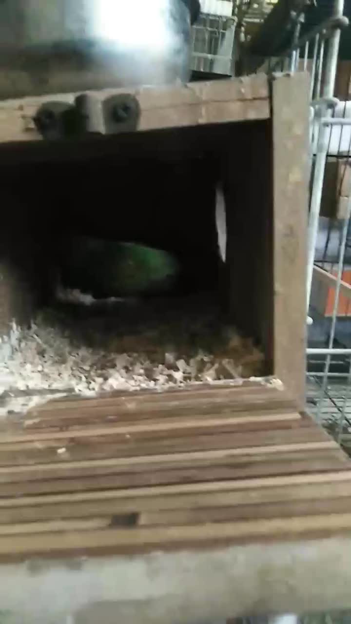 جفت سنگال اماده|پرنده|مهدی شهر, |دیوار