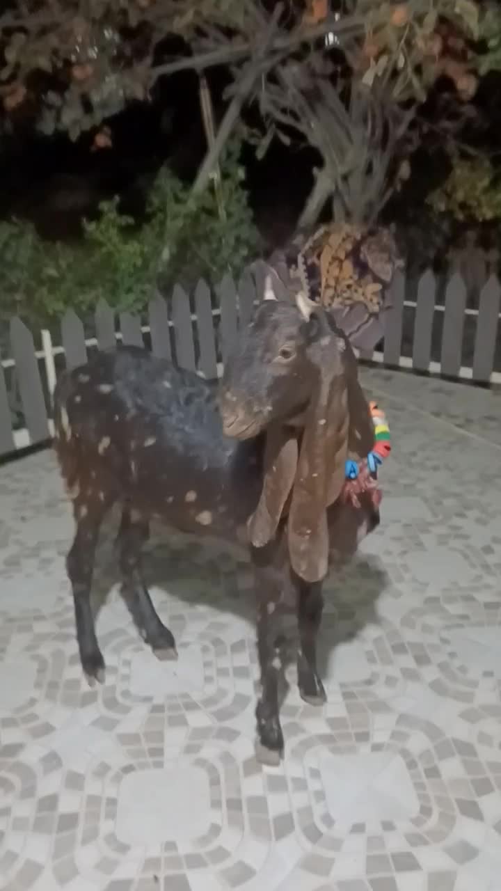 بز ماده|حیوانات مزرعه|کلاله, |دیوار