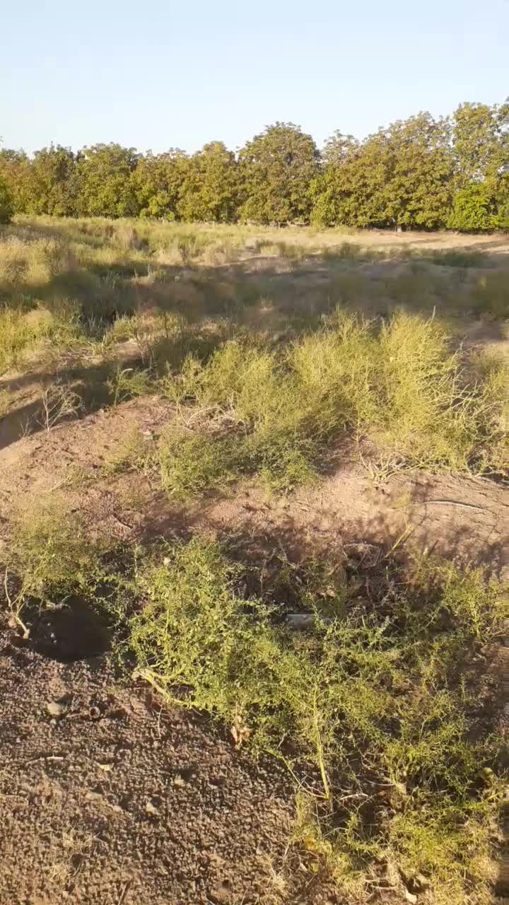 زمین تجاری|فروش زمین و ملک کلنگی|کشکسرای, |دیوار