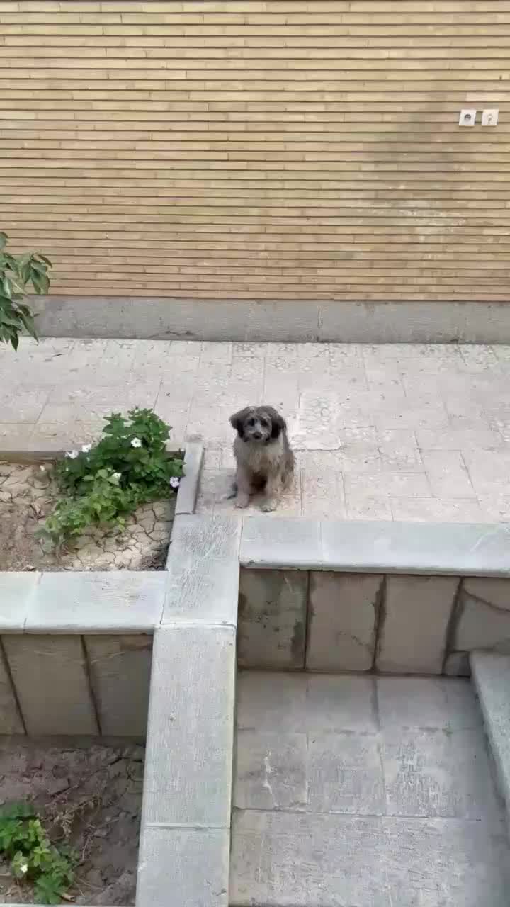 واگذاری سگ پاپی|سگ|اصفهان, پوریای ولی|دیوار