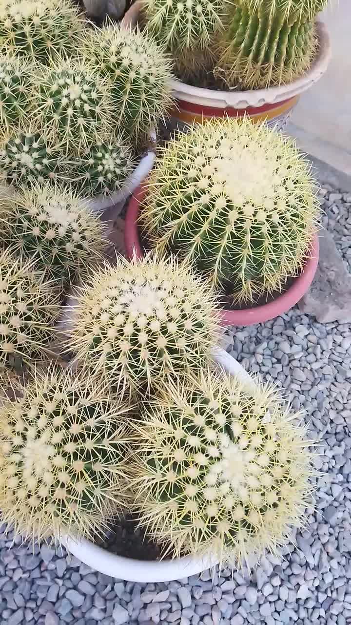 کاکتوس اچینو|گل و گیاه طبیعی|ماهدشت, |دیوار