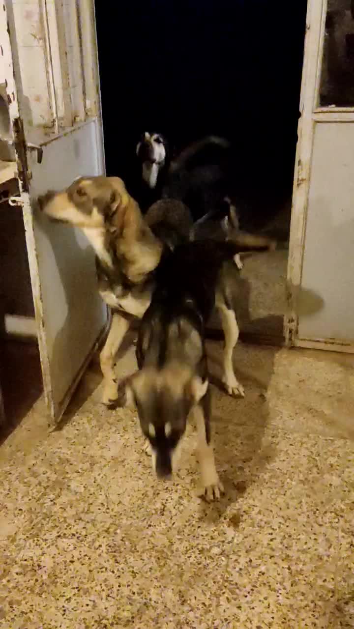 گم شده|حیوانات|میاندوآب, |دیوار