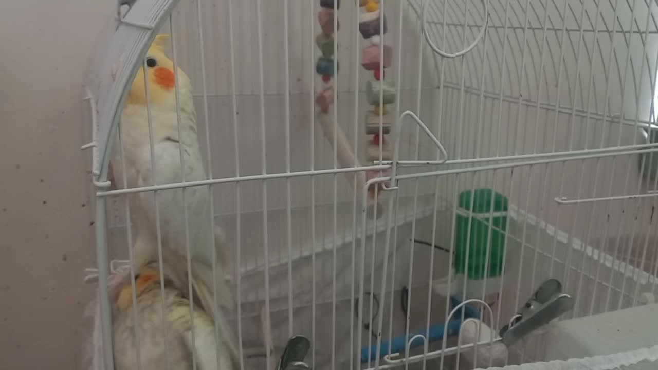 جفت عروس هلندی مولد|پرنده|شیراز, باباکوهی|دیوار