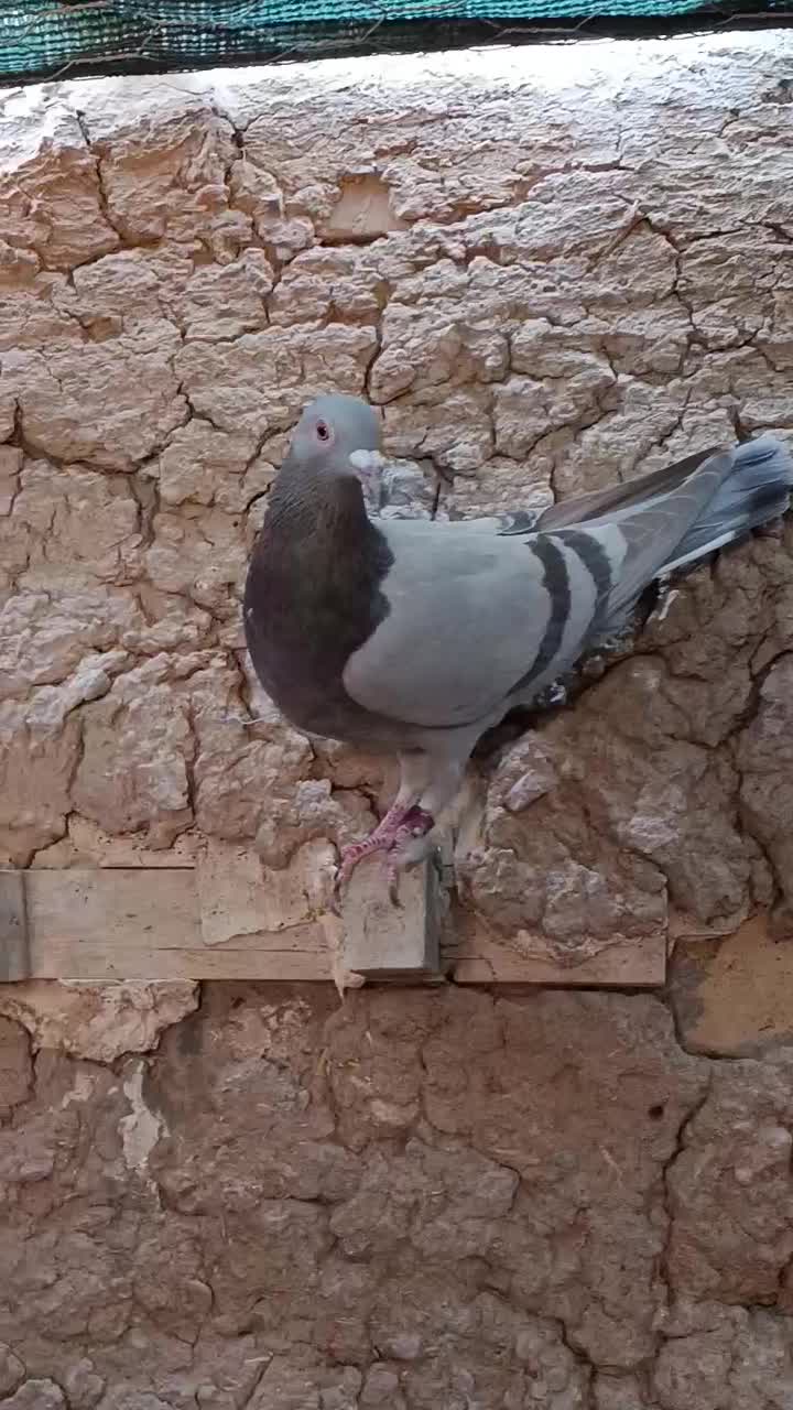 سوسنی پلاکی کفتر|پرنده|سیدان, |دیوار