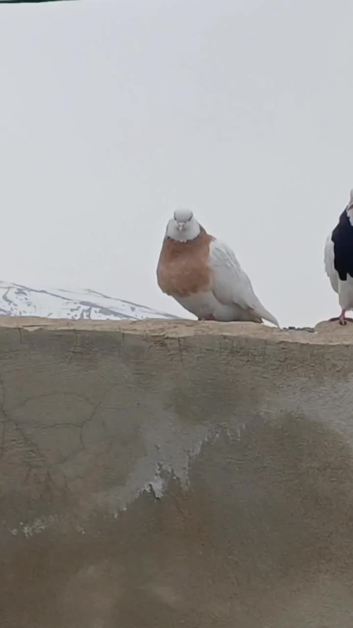 کبوتر|پرنده|اردبیل, |دیوار