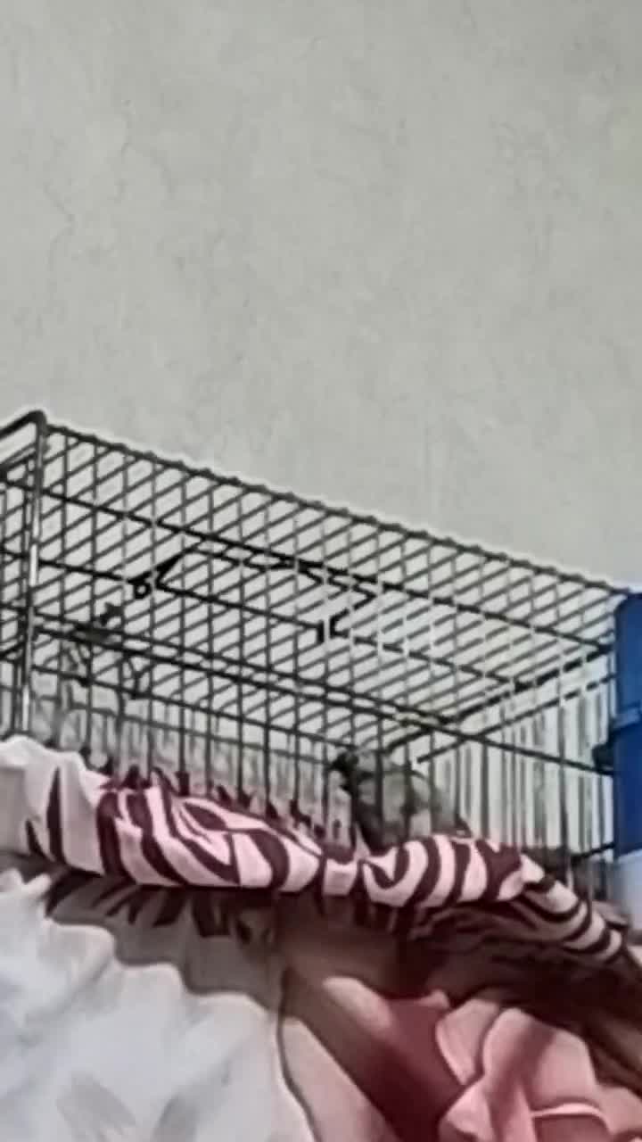 سره نر|پرنده|قیامدشت - خاورشهر, |دیوار