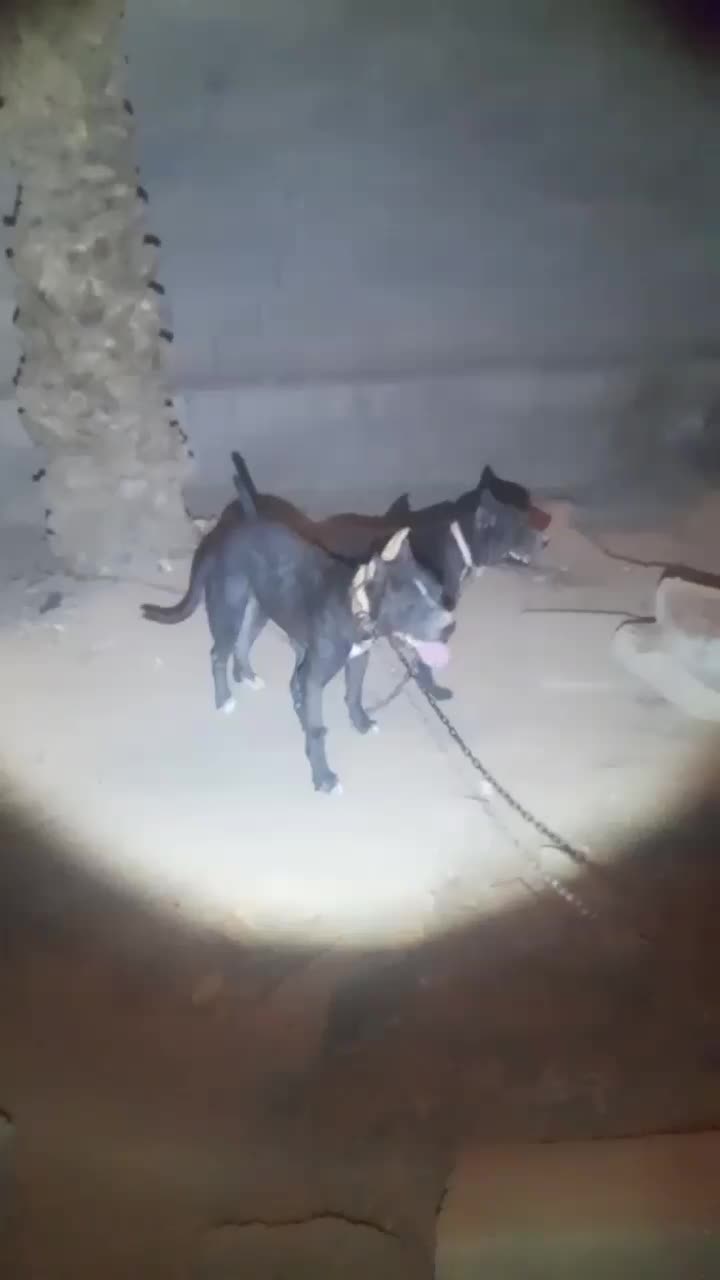 سگ پیتبول|سگ|بم, |دیوار