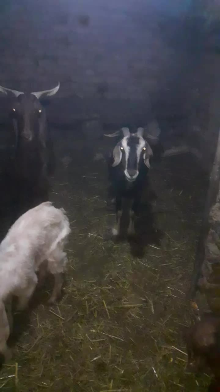 بز بزغاله|حیوانات مزرعه|جوادآباد, |دیوار