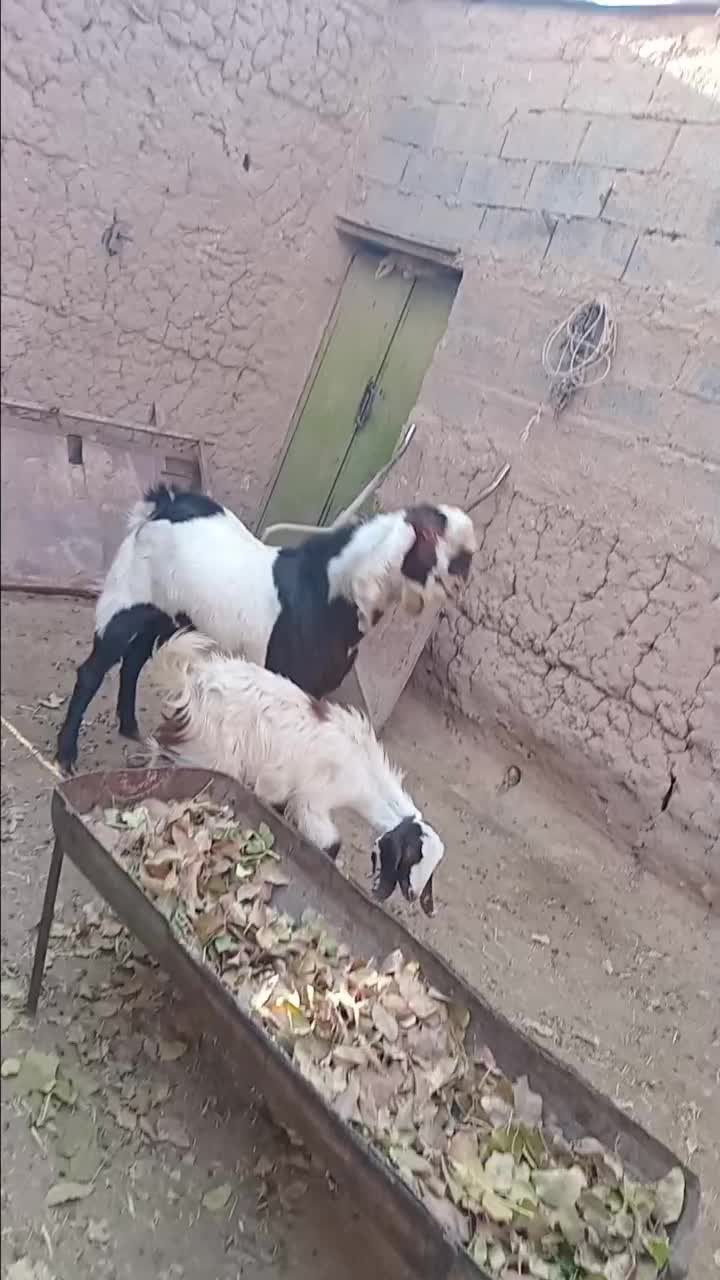 نربز پاکستانی اصل|حیوانات مزرعه|خواف, |دیوار