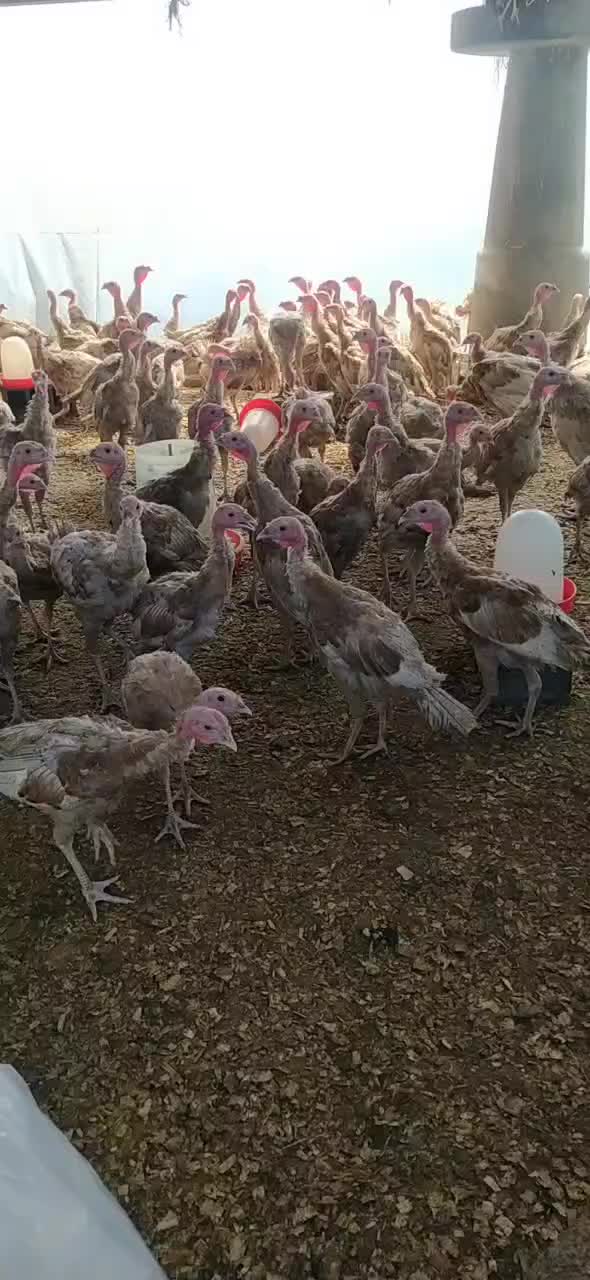 فروش بوقلمون بوربون با قیمت استثنایی|حیوانات مزرعه|کلاچای, |دیوار