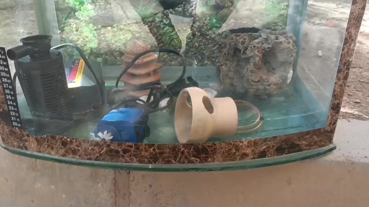 آکواریوم|ماهی|سهند, |دیوار